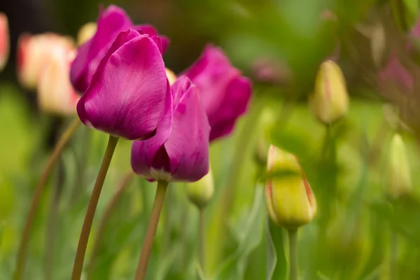 Lale ile bokeh — Stok fotoğraf