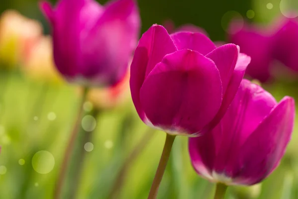 Tulpen — Stockfoto