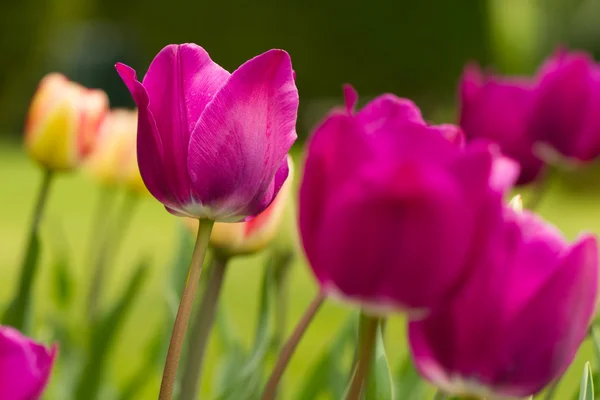 Tulipani — Foto Stock