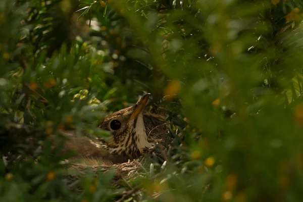 Vogel im Nest — Stockfoto