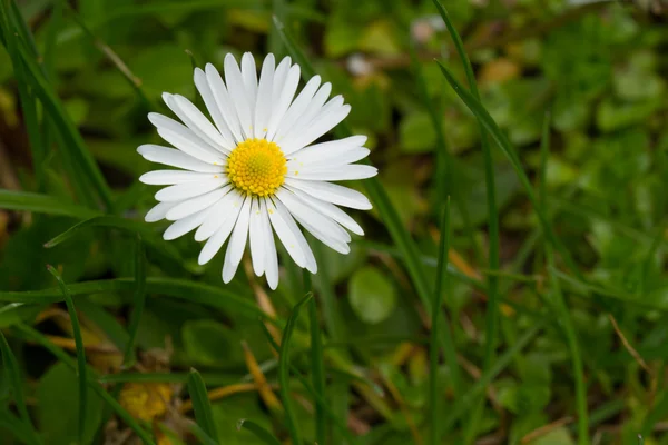 Beyaz çiçek — Stok fotoğraf