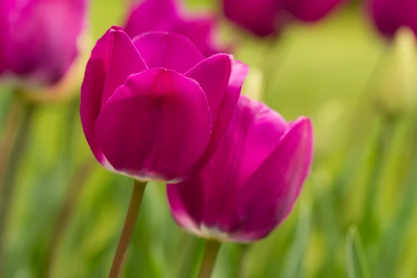 Tulpen — Stockfoto