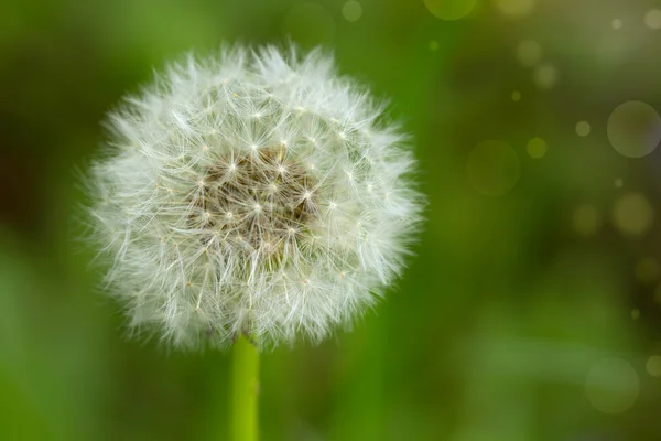 Paardebloem zaden — Stockfoto