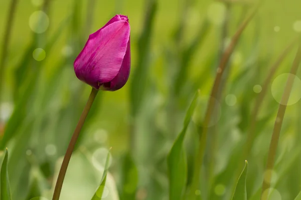 Tulipe avec bokeh — Photo