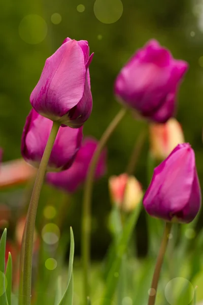 Tulpen — Stockfoto