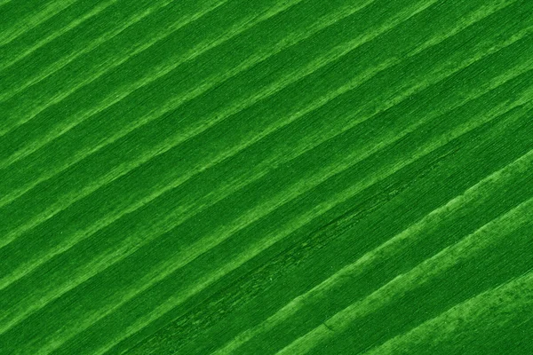 Groene textuur — Stockfoto