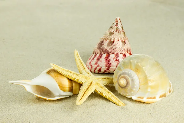 Conchas do mar com areia — Fotografia de Stock