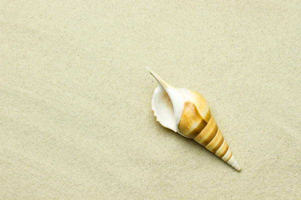 Sea shell — Stock Photo, Image