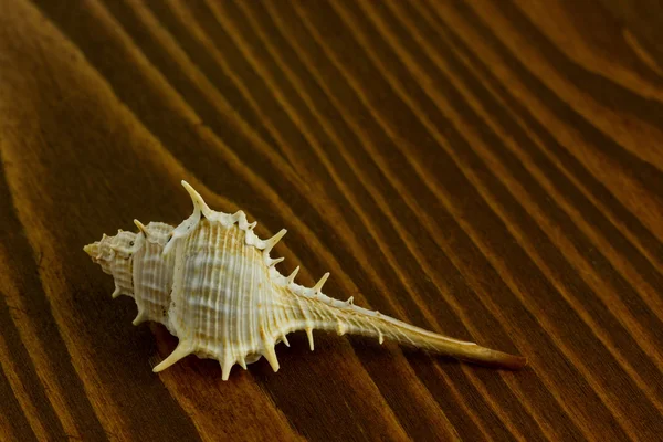 Starfish and  seashell — Stock Photo, Image