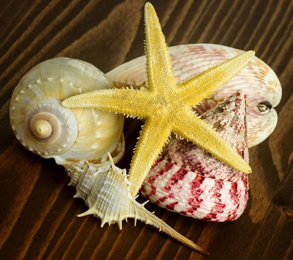 Starfish and  seashell — Stock Photo, Image