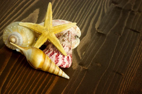Deniz yıldızı ve deniz kabuğu — Stok fotoğraf