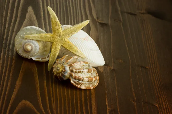 Seesterne und Muscheln — Stockfoto