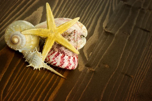 Starfish and  seashell — Stock Photo, Image