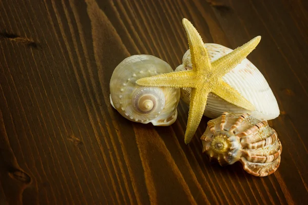 Primer plano de la concha de mar de estrellas de mar —  Fotos de Stock