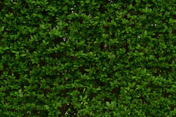 yaprak yeşil arka plan