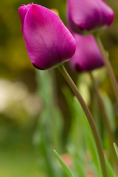 Tulipanes — Foto de Stock