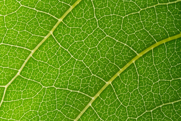 Leaf texture