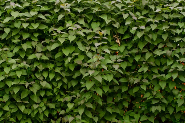 Groene blad achtergrond — Stockfoto