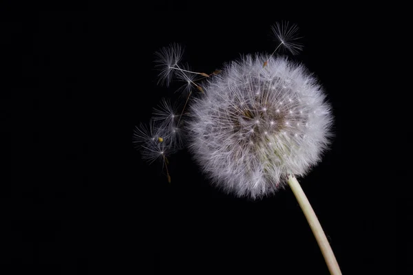 Paardebloem — Stockfoto