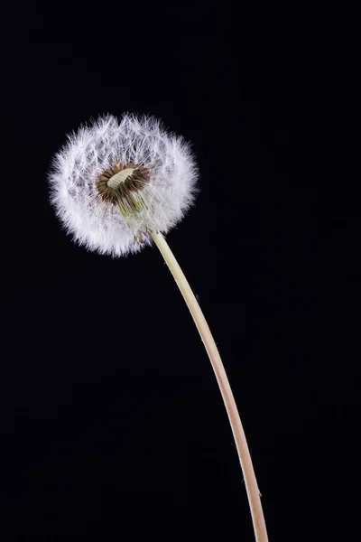 Paardebloem — Stockfoto