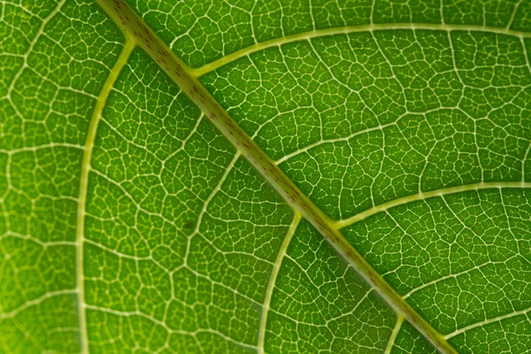 Leaf texture — Stock Photo, Image