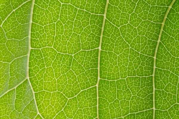 Textura de la hoja —  Fotos de Stock