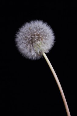 Siyah arka planda karahindiba