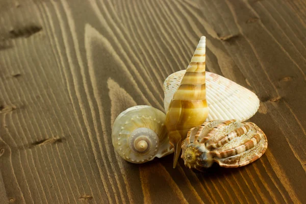 Sea shells an vintage old wood — Stock Photo, Image