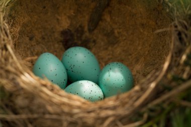 Dört mavi yumurta ile kuş yuvası.
