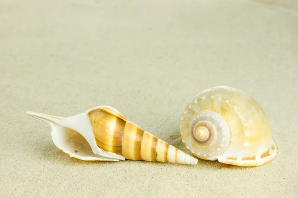 Sea shell in sand — Stock Photo, Image