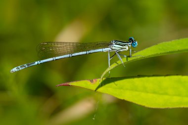 Mavi yusufçuk bir ciğeri üzerinde oturur