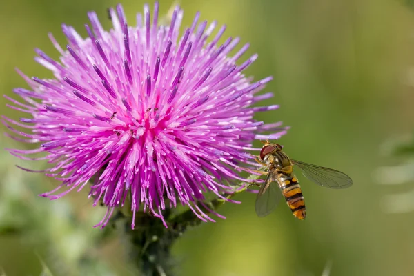 Pszczoła na różowym kwiatku — Zdjęcie stockowe