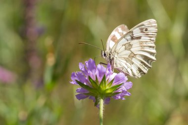 sabah doğada kelebek sinek
