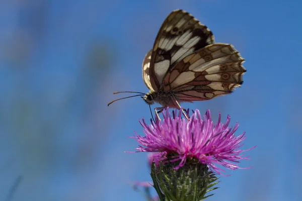 Butterfly fly in morning nature — Stock Photo, Image