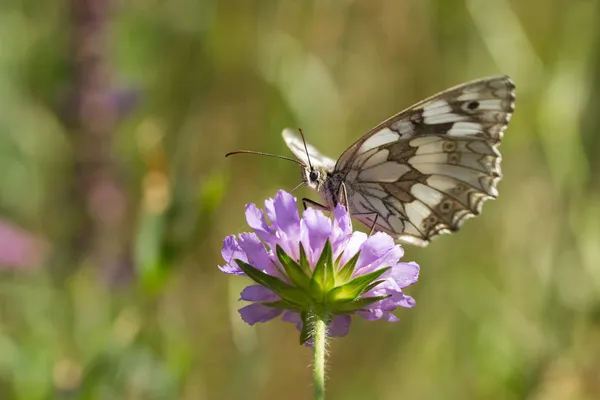 Mariposa mosca en la naturaleza de la mañana — Foto de Stock