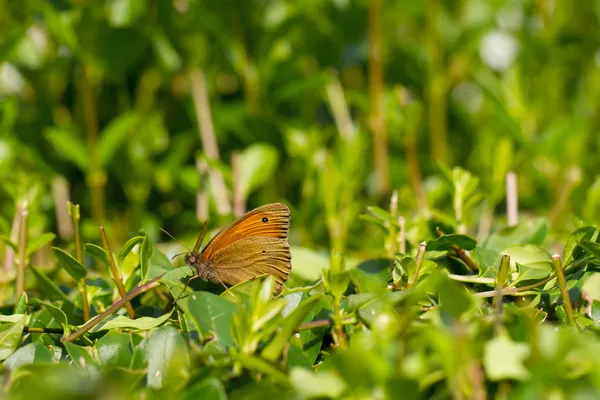 Borboleta — Fotografia de Stock