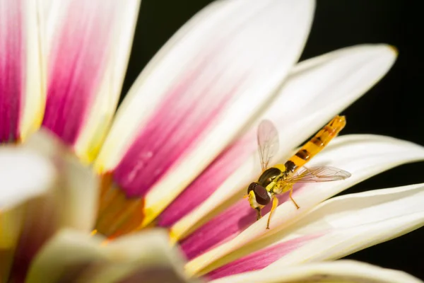 Abeille sur fleur — Photo