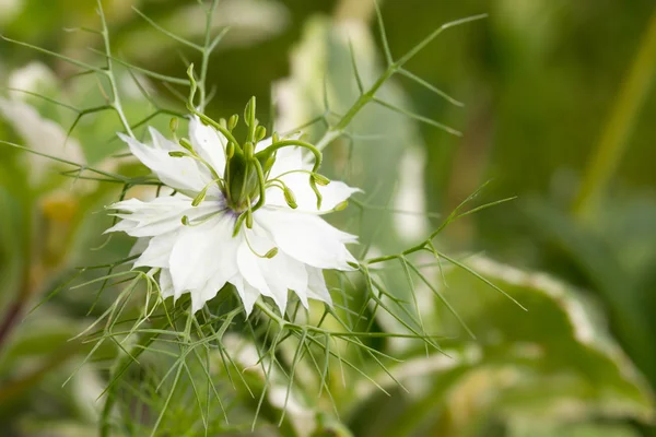 White flower macro — Stock Photo, Image