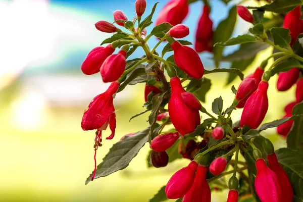 Red flower — Stock Photo, Image