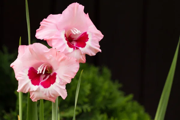 Rosa blommor — Stockfoto