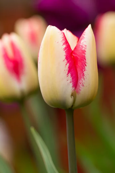 Nahaufnahme von Tulpen — Stockfoto