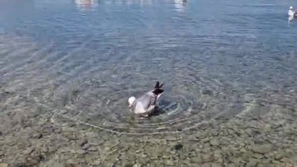 Seagull Swimming Sea Surface Splashing Some Wate — Stockvideo