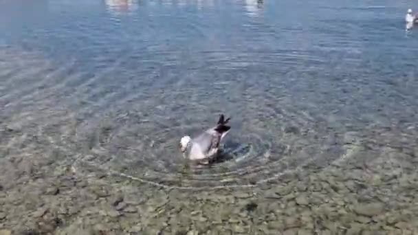 Zeemeeuw Zwemt Het Zeeoppervlak Spettert Wat Water — Stockvideo