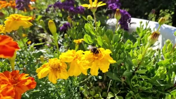 Pszczoła Lata Pobliżu Kwiatu Alergiczny Film Makro Owadów Zielona Trawa — Wideo stockowe