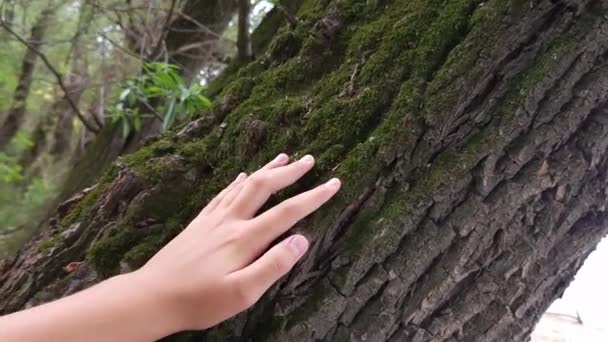 手を触れる古いマジェスティックオークの木 — ストック動画