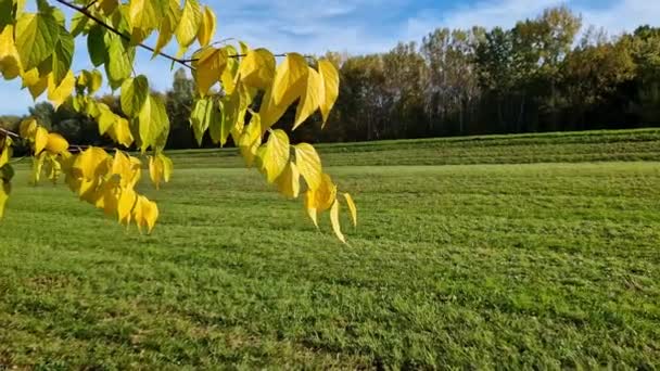 Желтые Листья Дерева Машущего Ветром — стоковое видео