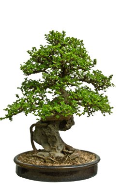 Yeşil bonsai ağacı