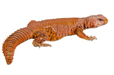 Kertenkele (uromastyx)