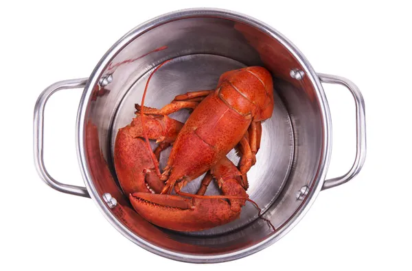 Lobster in pot — Stock Photo, Image