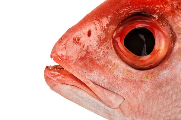 Head Fish Isolated White Background Real Closeup Red Snapper Head — Fotografia de Stock